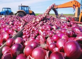 Urgent Peace Brokered in Three-Nation Onion Trade Impasse 1 Onions
