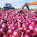 Onions