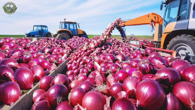 The Samia Standoff: A Supply Chain Crisis Threatens Ghana’s Food Security 2 Onions
