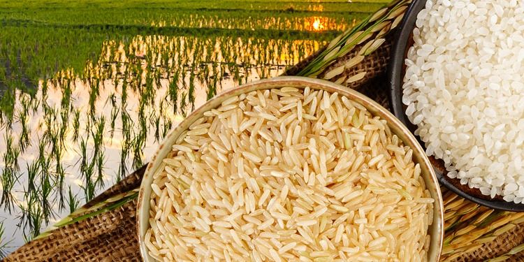 Bumper Rice Harvest Becomes Deadly Debt Trap In Volta Region 1 Rice