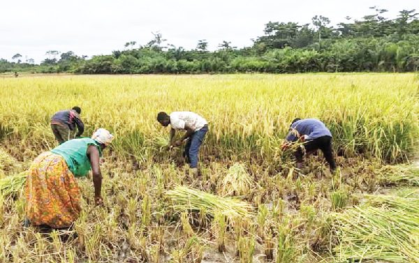 Accra Roundtable to Confront West Africa’s $3.5 Billion Rice Import Drain 3 Rice Farmers