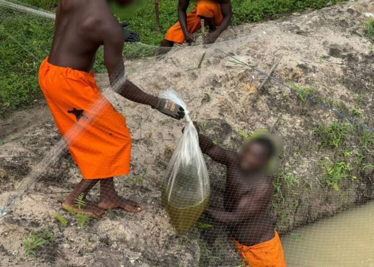 Obuasi Prisons Launches Aquaculture Project To Boost Internal Food Production 1 Inmates undergoing aquaculture farming