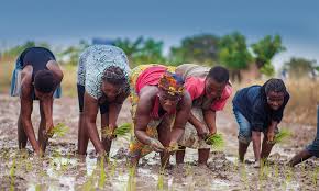 Women Farmers Central to Feed Ghana Policy 6 Women Farmers Central to Feed Ghana Policy