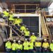 Goldfield Staff