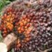 Fresh Fruit Bunches (FFB) of Oil Palm