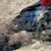 Four Persons Killed in Amansie Central Galamsey Pit Collapse 13 Four Person Killed in Amansie Central Mining Pit Collapse