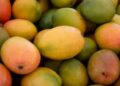 New Mango Price Floor Targets Exploitative Buyers 3 Mangoes