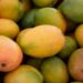 New Mango Price Floor Targets Exploitative Buyers 15 Mangoes