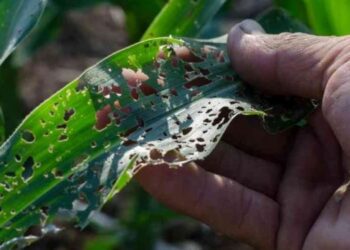 West Africa to Enforce Phytosanitary Defenses Against US$7 Billion Invasive Pests Drain 5 Crop Damage Inflicted by Invasive Agricultural Pathogens