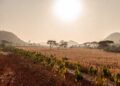 El Niño Risks Undermining Ghana’s Agricultural Outlook 8 El Niño Risks Undermining Ghana’s Agricultural Outlook