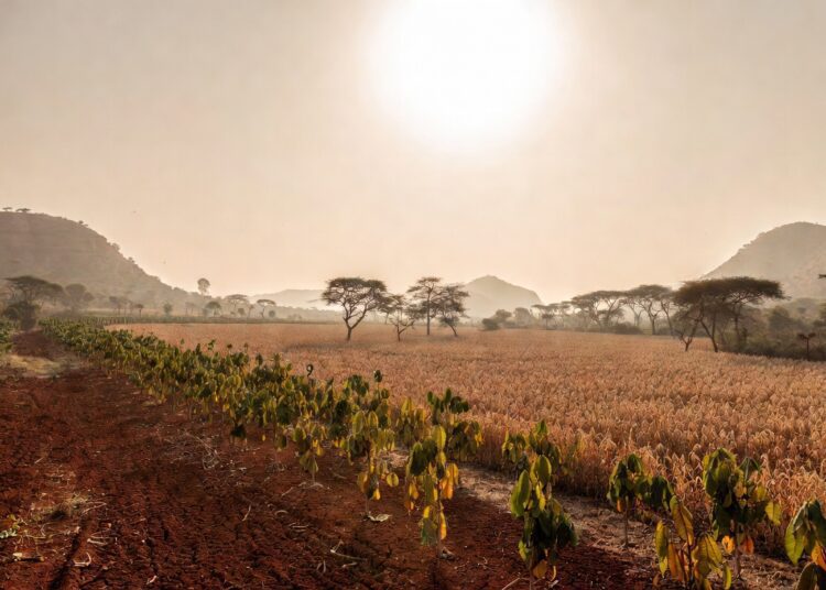 El Niño Risks Undermining Ghana’s Agricultural Outlook