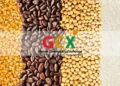 GCX Moves to End Farmgate Buying by Foreigners