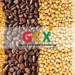 GCX Moves to End Farmgate Buying by Foreigners