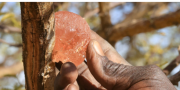 Gum Arabic