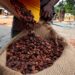 FAO Warns of Rising Volatility in Global Coffee, Cocoa and Tea Prices 17 cocoa
