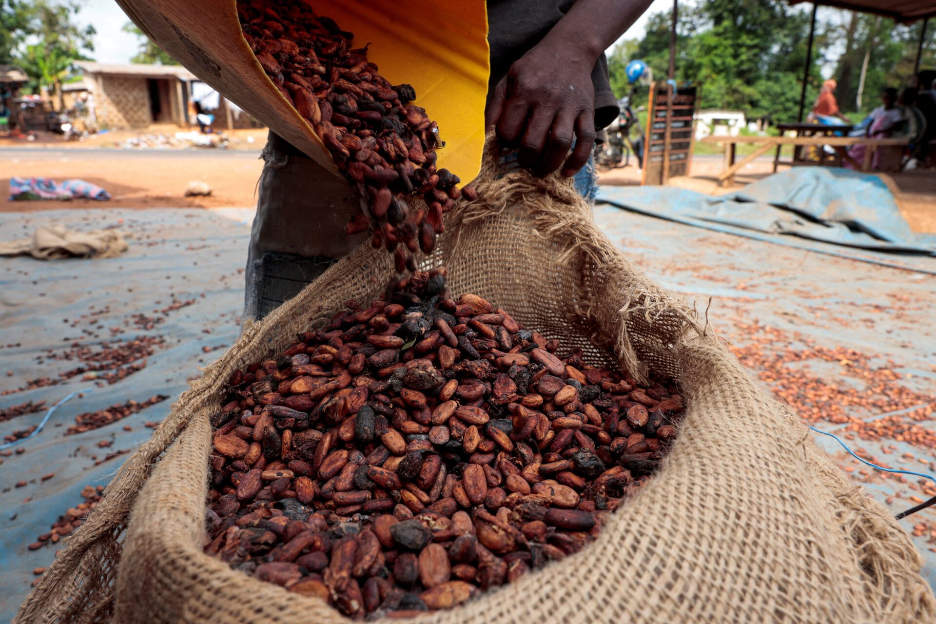 cocoa