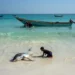 World’s Oceans Record Warmest June on Record 15 getty 6a44922c42 1782878764