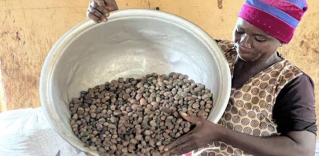 Ghana Loses Millions from Raw Shea Nuts Exports 4 47e27d8d 9abf 4239 922d 246d1a1c0712
