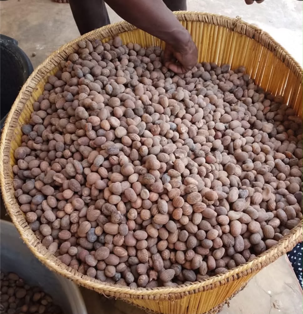 Ghana Loses Millions from Raw Shea Nuts Exports 3 5a3858c0 0b8f 465e 932d 158c5b96cd44