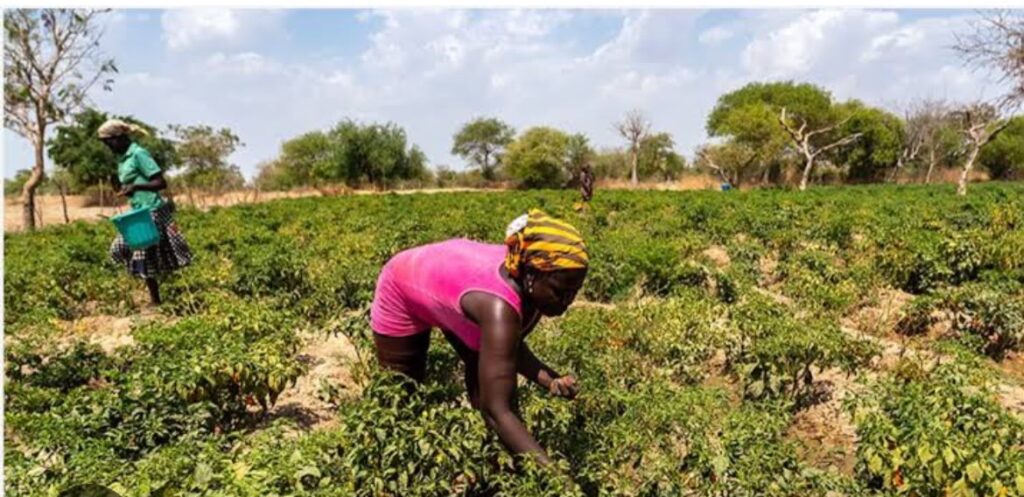 PFAG Demands 10% of National Budget for Agriculture in 2027, Proposes Dedicated Fund for Farmers 2 6d1a86f0 0114 4f8e 84a7 3086f2b65713