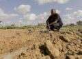 A farmer working and watering damaged agricultural land amidst widespread destruction in the Gaza Strip.