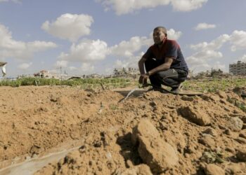 A farmer working and watering damaged agricultural land amidst widespread destruction in the Gaza Strip.