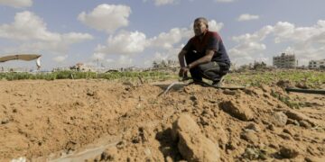 A farmer working and watering damaged agricultural land amidst widespread destruction in the Gaza Strip.