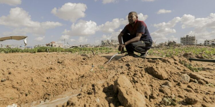 Only 3% of Gaza’s Cropland Remains Accessible and Undamaged, UN Warns 1 A farmer working and watering damaged agricultural land amidst widespread destruction in the Gaza Strip.