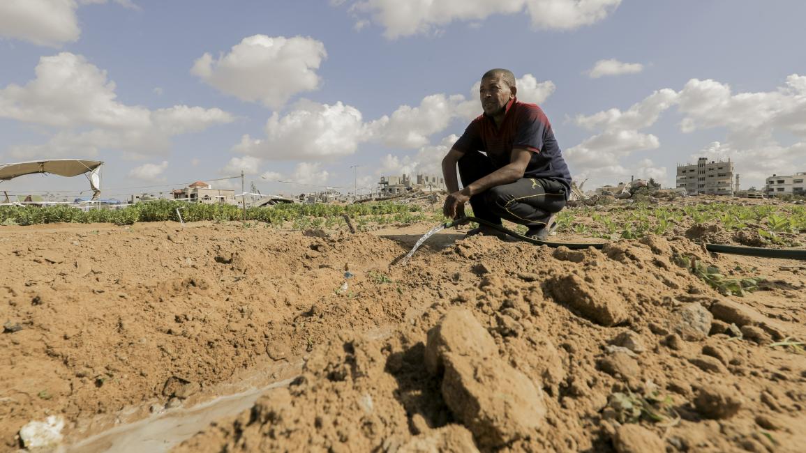 A farmer working and watering damaged agricultural land amidst widespread destruction in the Gaza Strip.