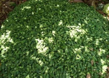 CSIR Commissions New Screen House to Boost Quality Okra Seed Production 2 The VACS Okra Breeding Programme is working to Boost Framer Livelihoods