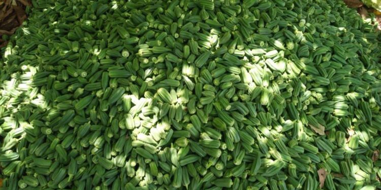 CSIR Commissions New Screen House to Boost Quality Okra Seed Production 1 The VACS Okra Breeding Programme is working to Boost Framer Livelihoods