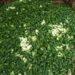 CSIR Commissions New Screen House to Boost Quality Okra Seed Production 17 The VACS Okra Breeding Programme is working to Boost Framer Livelihoods