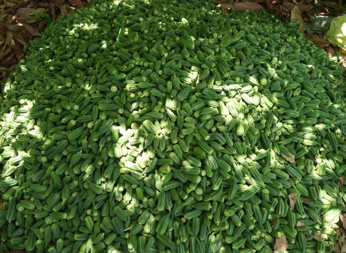 The VACS Okra Breeding Programme is working to Boost Framer Livelihoods