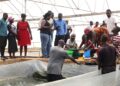 TAAT Phase II Training at the Ashaiman Aquaculture Demonstration Center