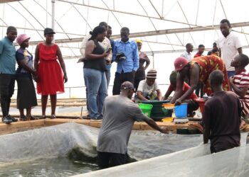 The Fisheries Commission Equips Fish Farmers to Boost Commercial Tilapia Production 7 TAAT Phase II Training at the Ashaiman Aquaculture Demonstration Center