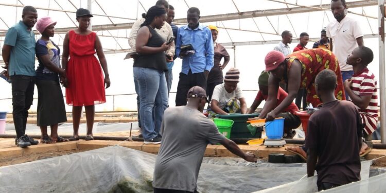 Fisheries Commission Equips Fish Farmers to Boost Commercial Tilapia Production 1 TAAT Phase II Training at the Ashaiman Aquaculture Demonstration Center