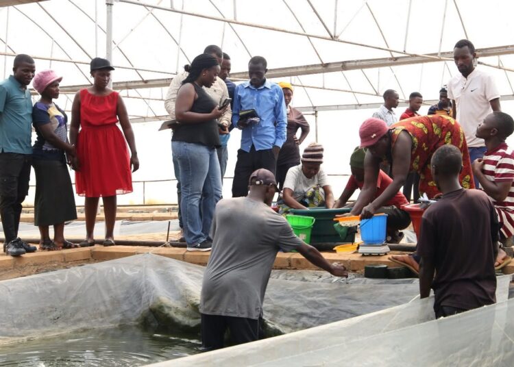 Fisheries Commission Equips Fish Farmers to Boost Commercial Tilapia Production 1 TAAT Phase II Training at the Ashaiman Aquaculture Demonstration Center