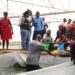 The Fisheries Commission Equips Fish Farmers to Boost Commercial Tilapia Production 13 TAAT Phase II Training at the Ashaiman Aquaculture Demonstration Center