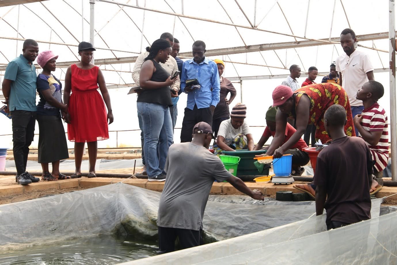 TAAT Phase II Training at the Ashaiman Aquaculture Demonstration Center