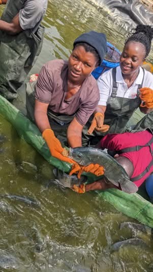 Fisheries Commission Equips Fish Farmers to Boost Commercial Tilapia Production 2 IMG 4860