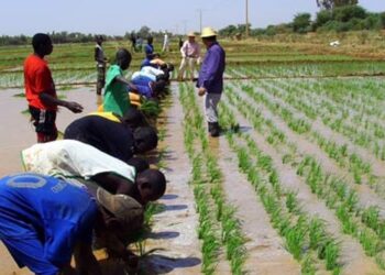 CSIR-SARI Tests Japanese Bio-Stimulant to Boost Yields for Northern Ghana Farmers 4 IMG 4901