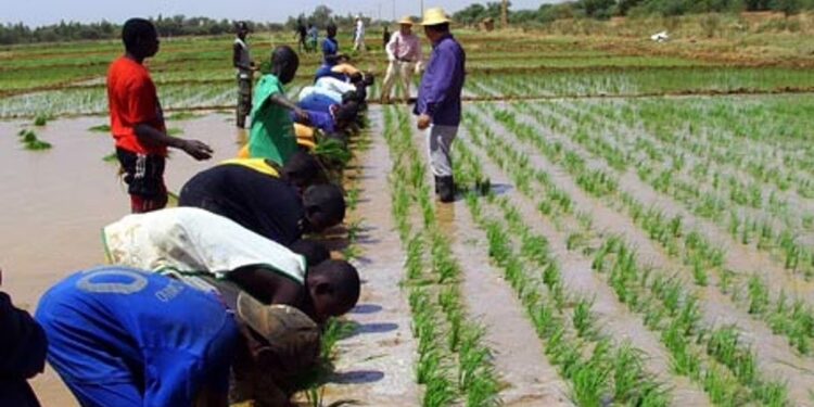 CSIR-SARI Tests Japanese Bio-Stimulant to Boost Yields for Northern Ghana Farmers 1 IMG 4901
