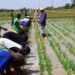 CSIR-SARI Tests Japanese Bio-Stimulant to Boost Yields for Northern Ghana Farmers 13 IMG 4901