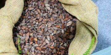 Made-In-Ghana Dried Cocoa Beans