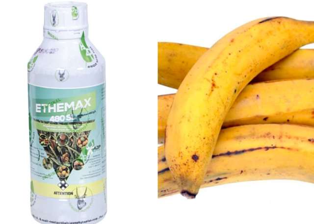 FDA Probes Viral Claims of Plantain Ripening Chemicals at Medina 3 image 142