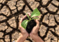 FAO Warns Soil Degradation Is Worsening as Sustainable Practices Lag Worldwide 9 A degraded soil