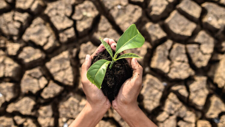 A degraded soil