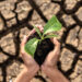A degraded soil