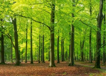 A forest full of trees