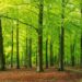 FAO Calls for Forests to Be Integrated Into Agrifood Systems 12 A forest full of trees